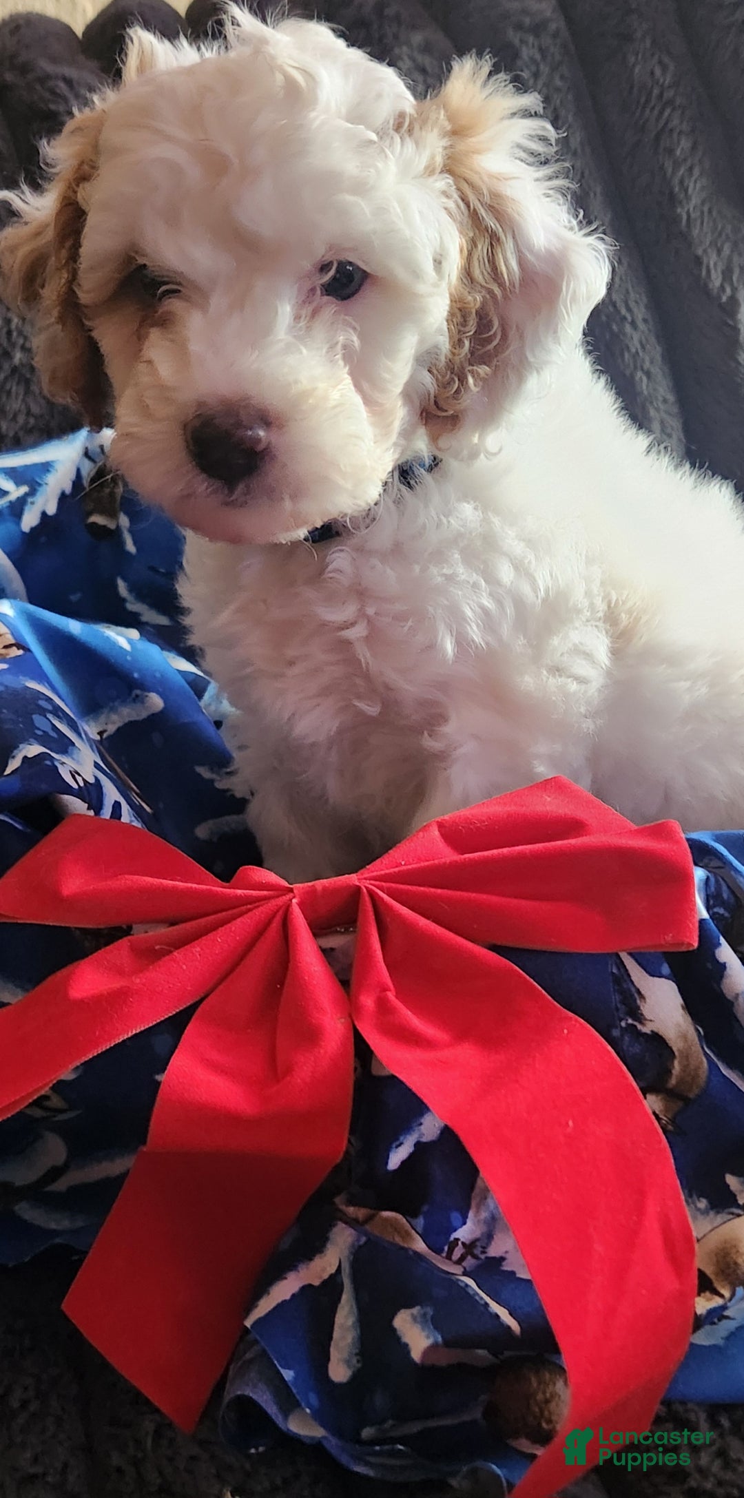 Mini Goldendoodle dogs for sale: Koda - Ad 3