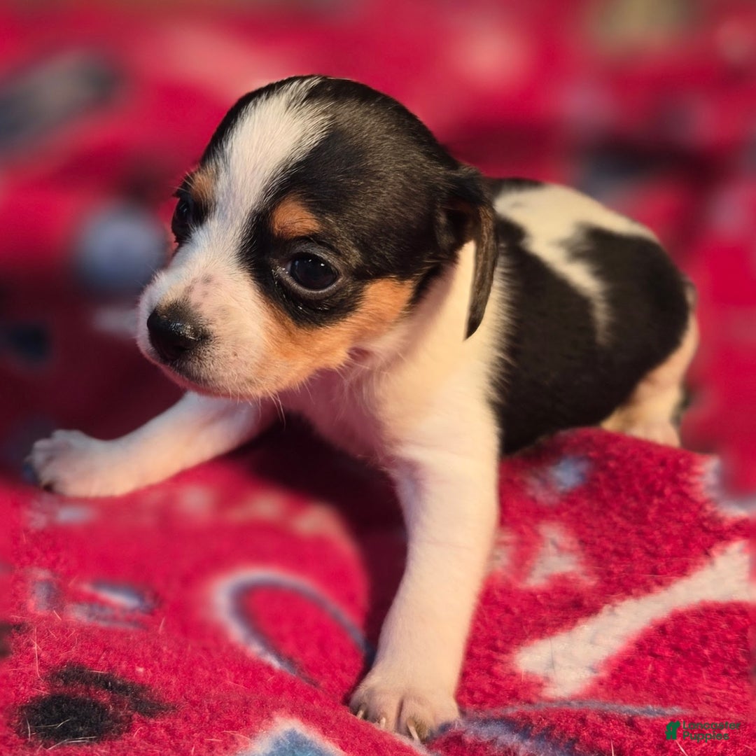 Beagle dogs for sale: Loralie Queen Elizabeth Pocket Beagle - Ad 5