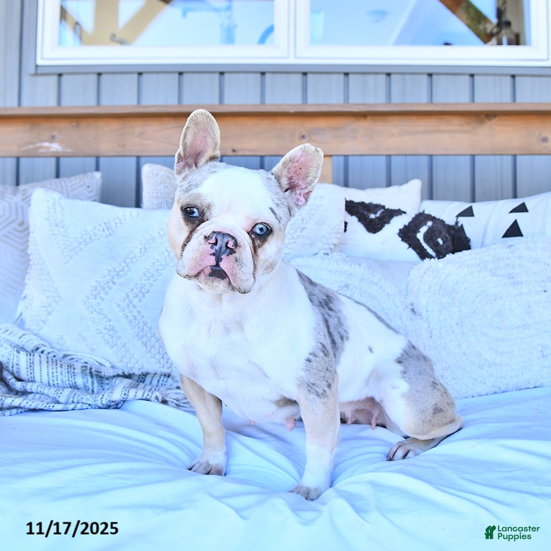 French Bulldog dogs for sale: Woodside Penny - Ad 1
