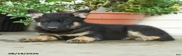 Gerberian Shepsky dogs for sale: Tyson - Ad 5
