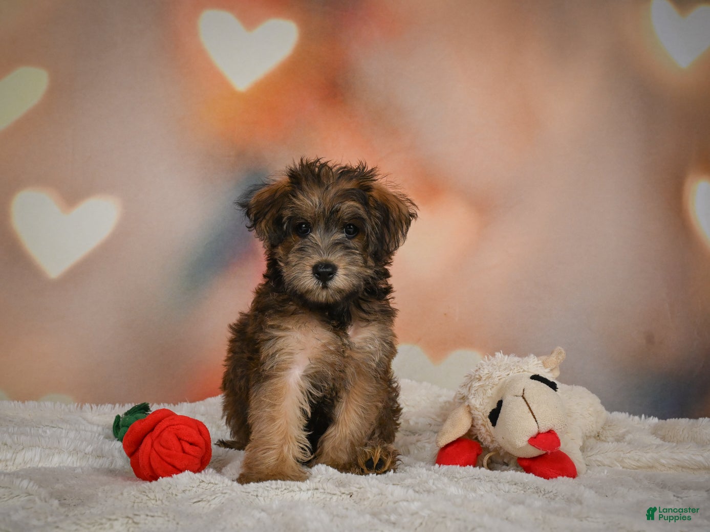 Yorkiepoo dogs Buttercup - Ad 2
