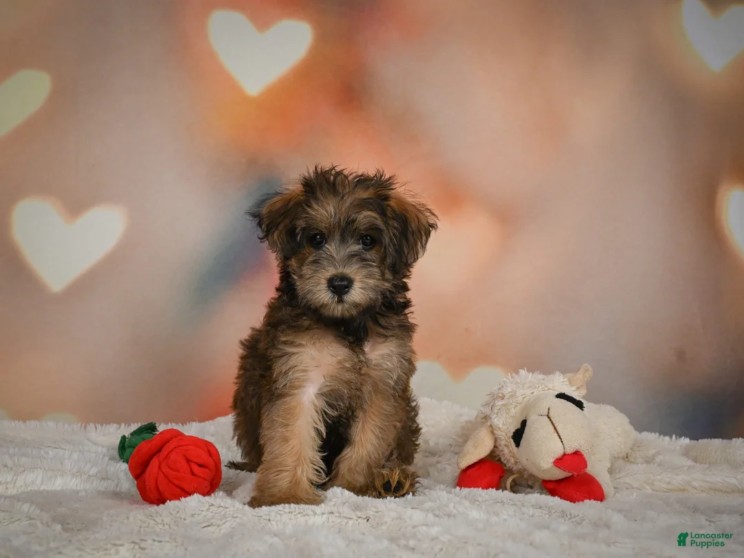 Yorkiepoo dogs for sale: Buttercup - Ad 2