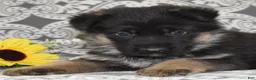 German Shepherd dogs for sale: Zeus  - Ad 1