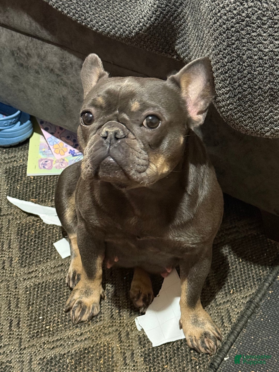 French Bulldog dogs for sale: Bluey - Ad 2
