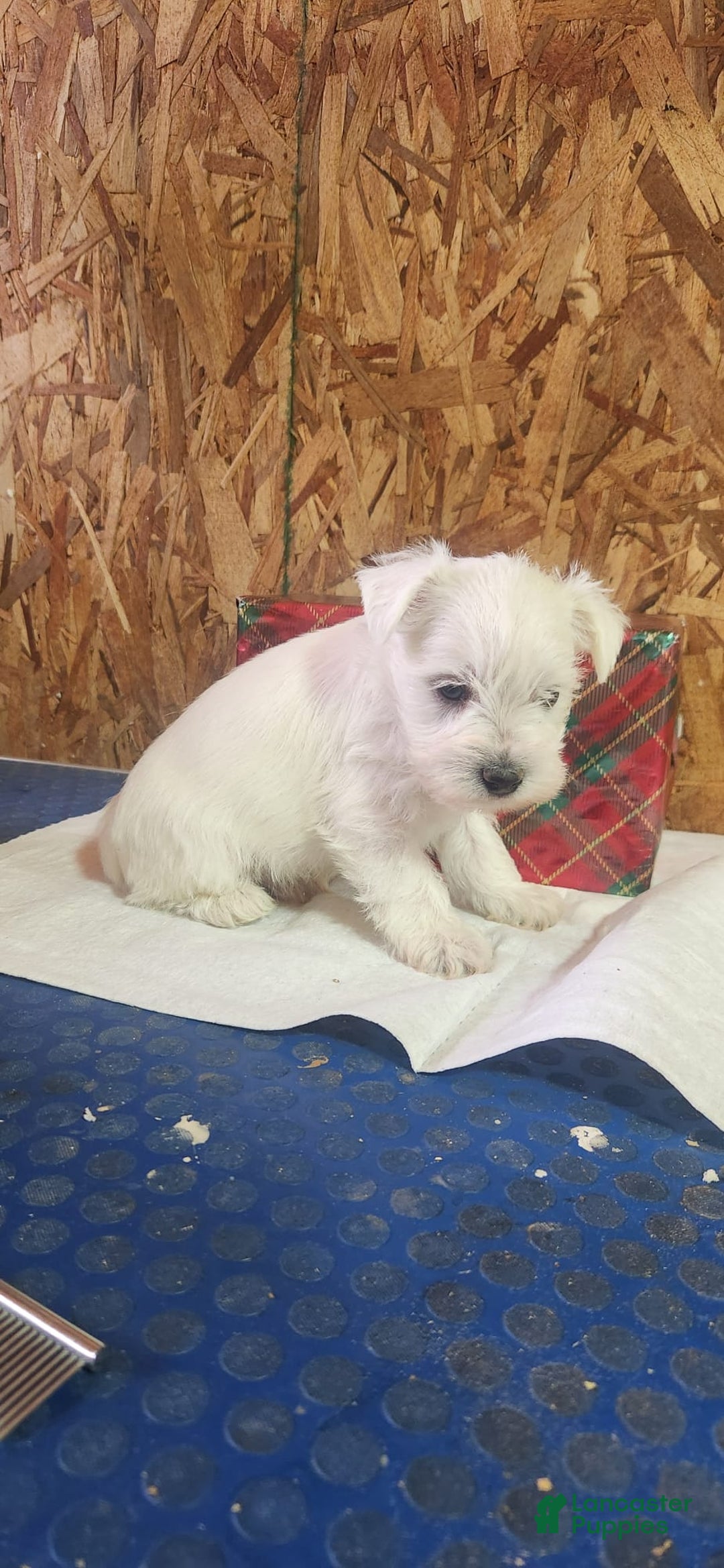 Miniature Schnauzer dogs for sale: Wally - Ad 5