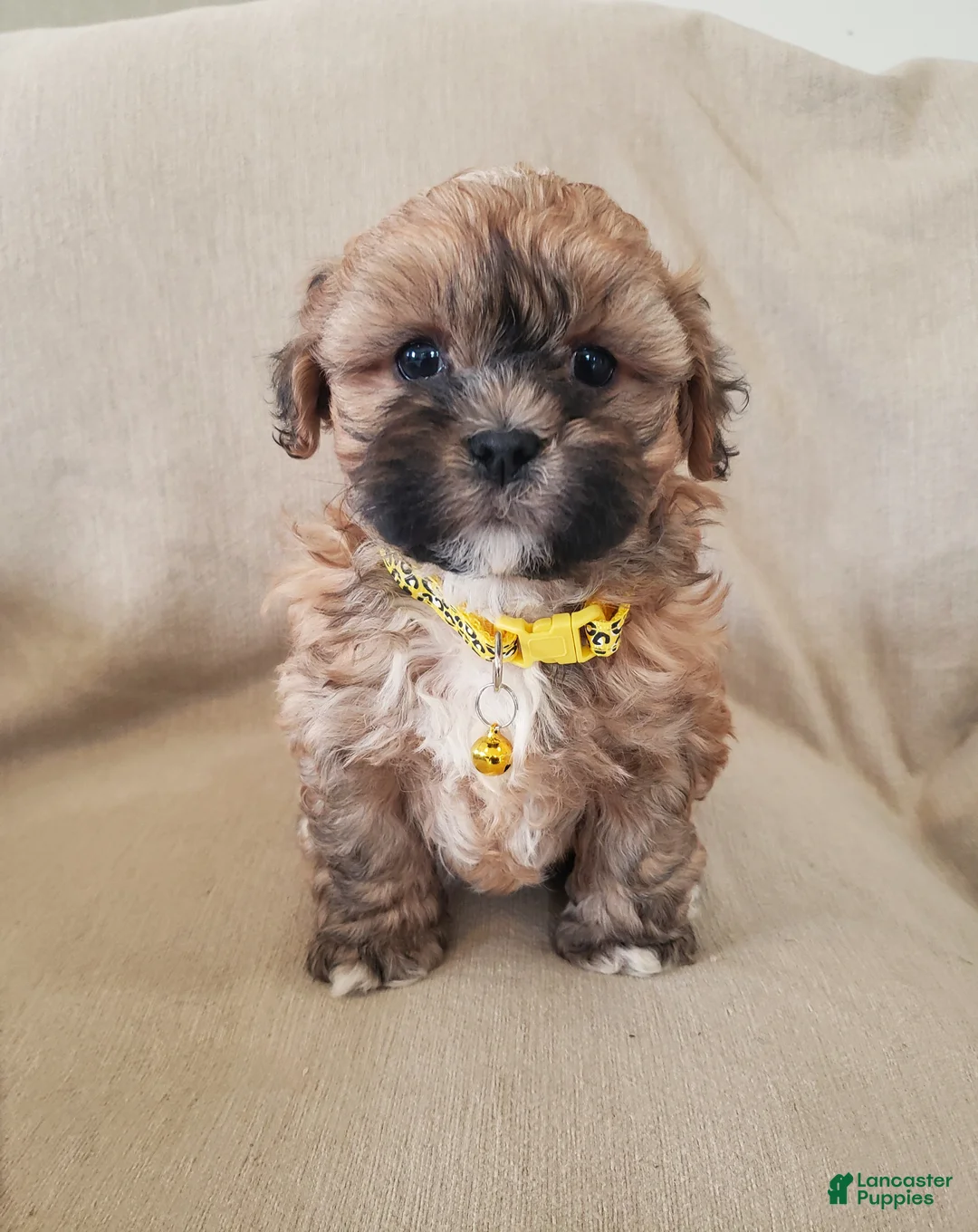Shihpoo dogs for sale: BUBBLES - Ad 1