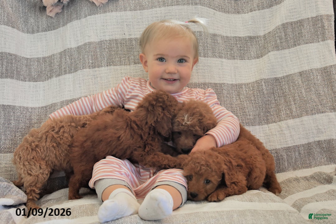 Mini Goldendoodle dogs for sale: Dolly - Ad 3