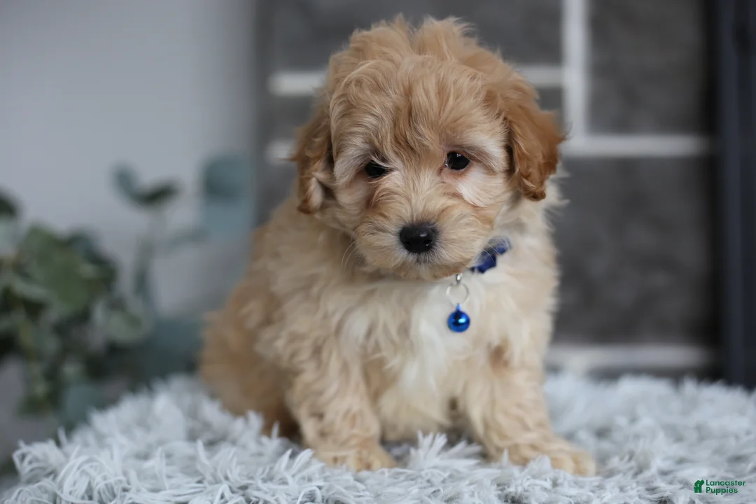 Maltipoo dogs for sale: Phoebe  - Ad 8