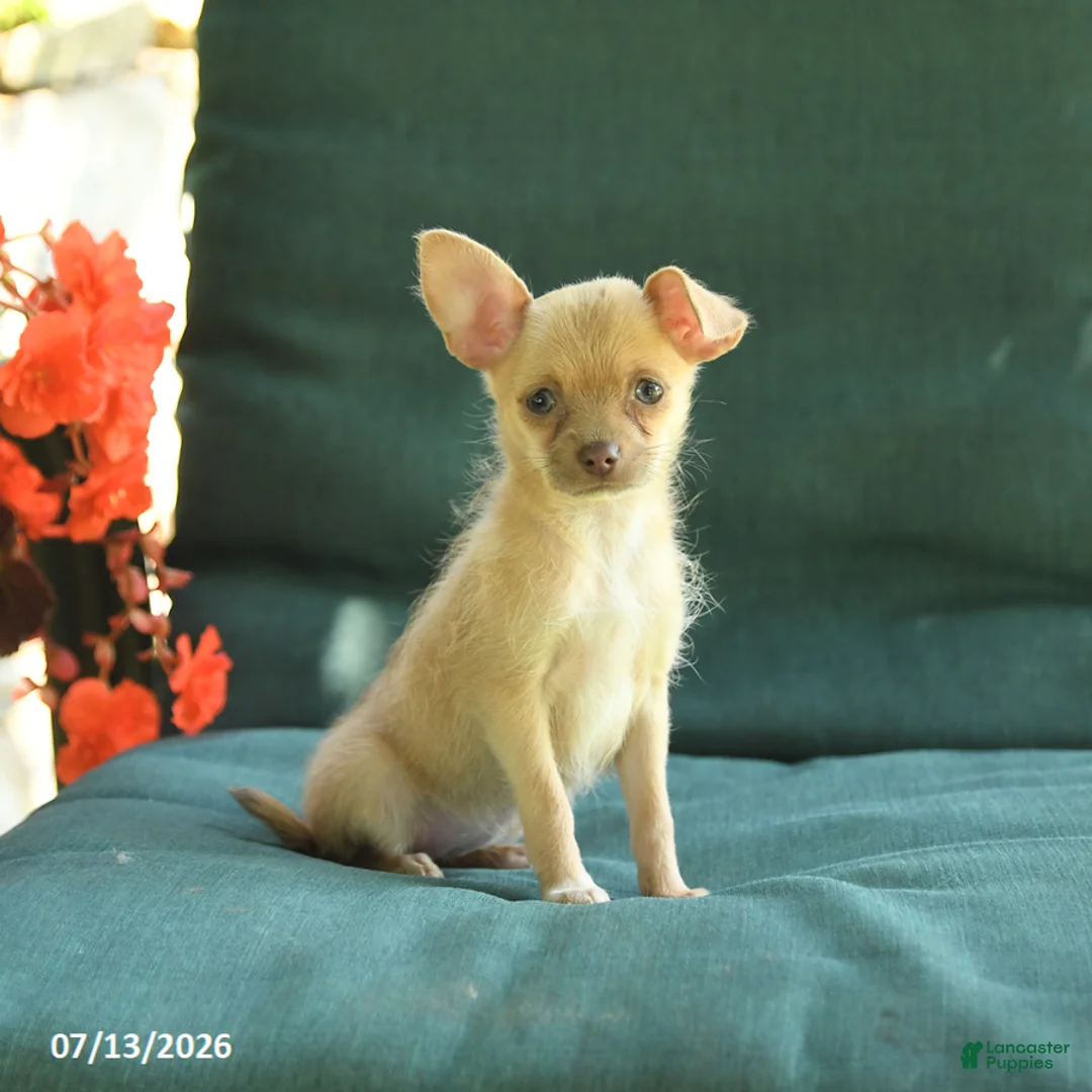 Chihuahua dogs for sale: Peaches - Ad 1