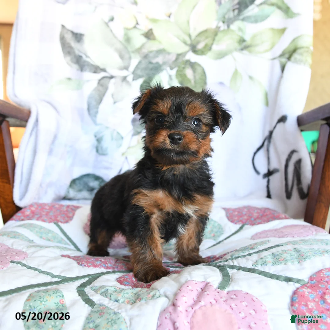 Yorkshire Terrier dogs for sale: Lance  - Ad 1