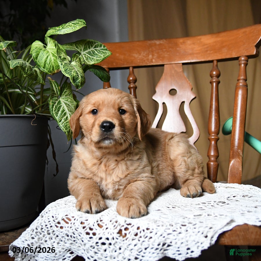 Golden Retriever dogs Cashew - Ad 2