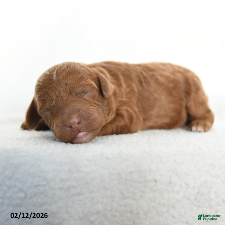 Cavapoo dogs Brynn - Ad 4