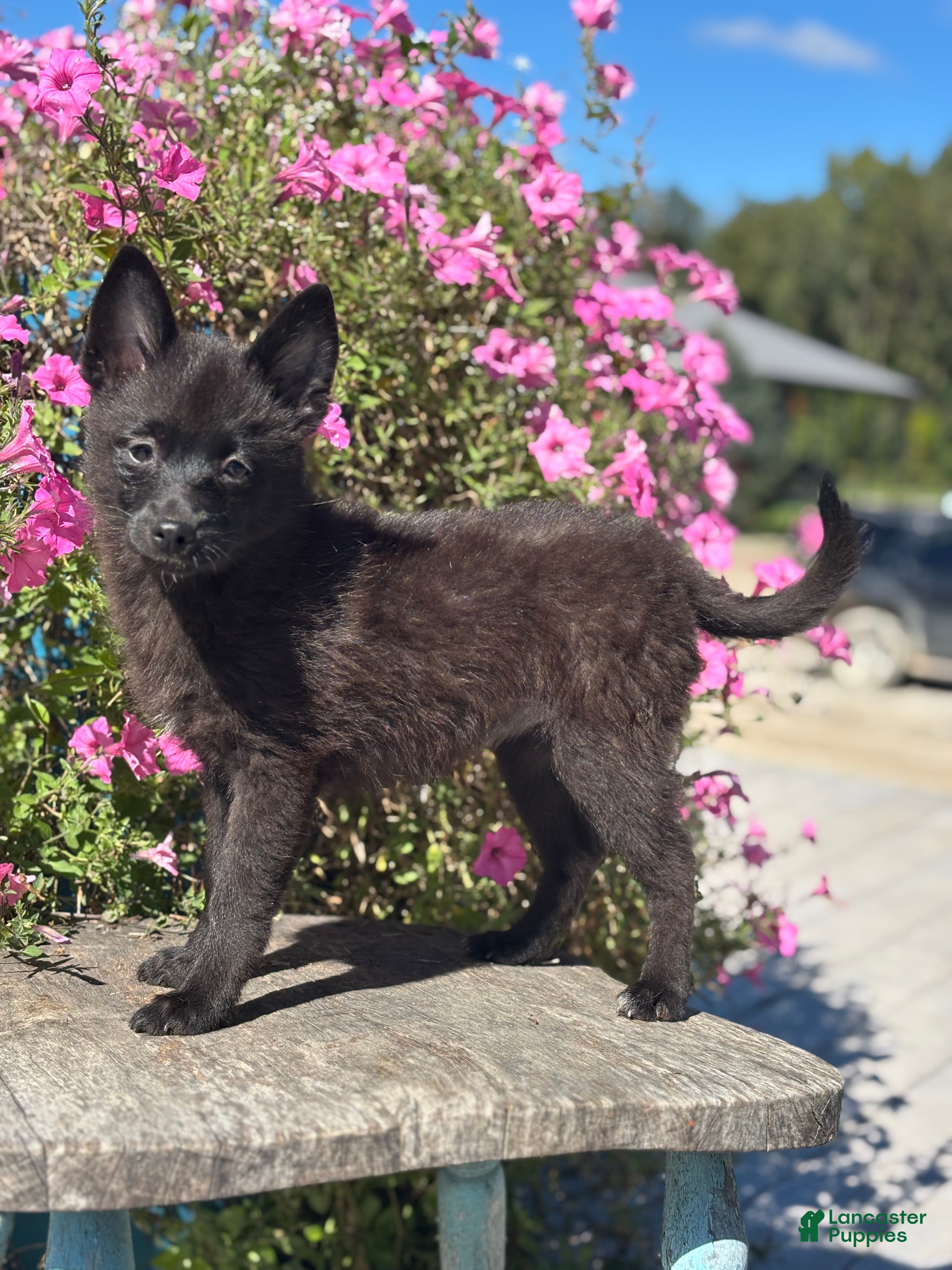 Pomsky dogs Gail - Ad 1