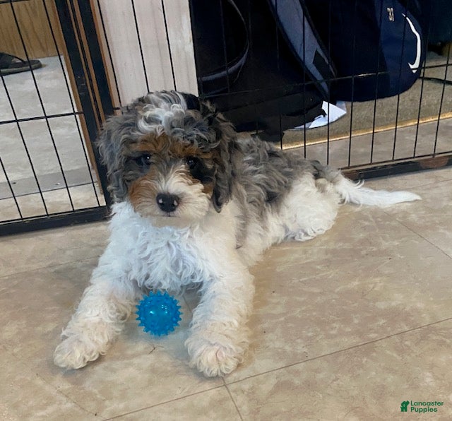 Mini Bernedoodle dogs Jade - Ad 1