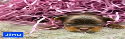 Yorkshire Terrier dogs for sale: Jinu - Ad 4