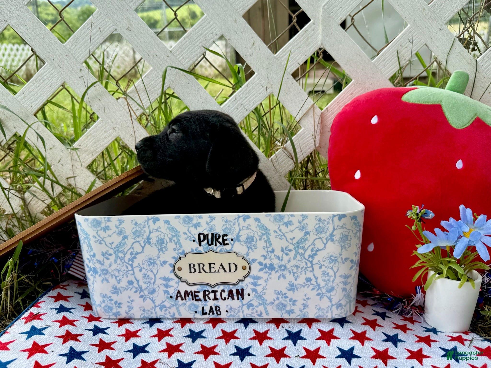 Labrador Retriever dogs Dakota - Ad 2