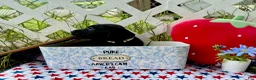 Labrador Retriever dogs for sale: Dakota - Ad 2