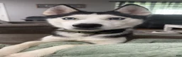 Siberian Husky dogs for sale: Blue  - Ad 4