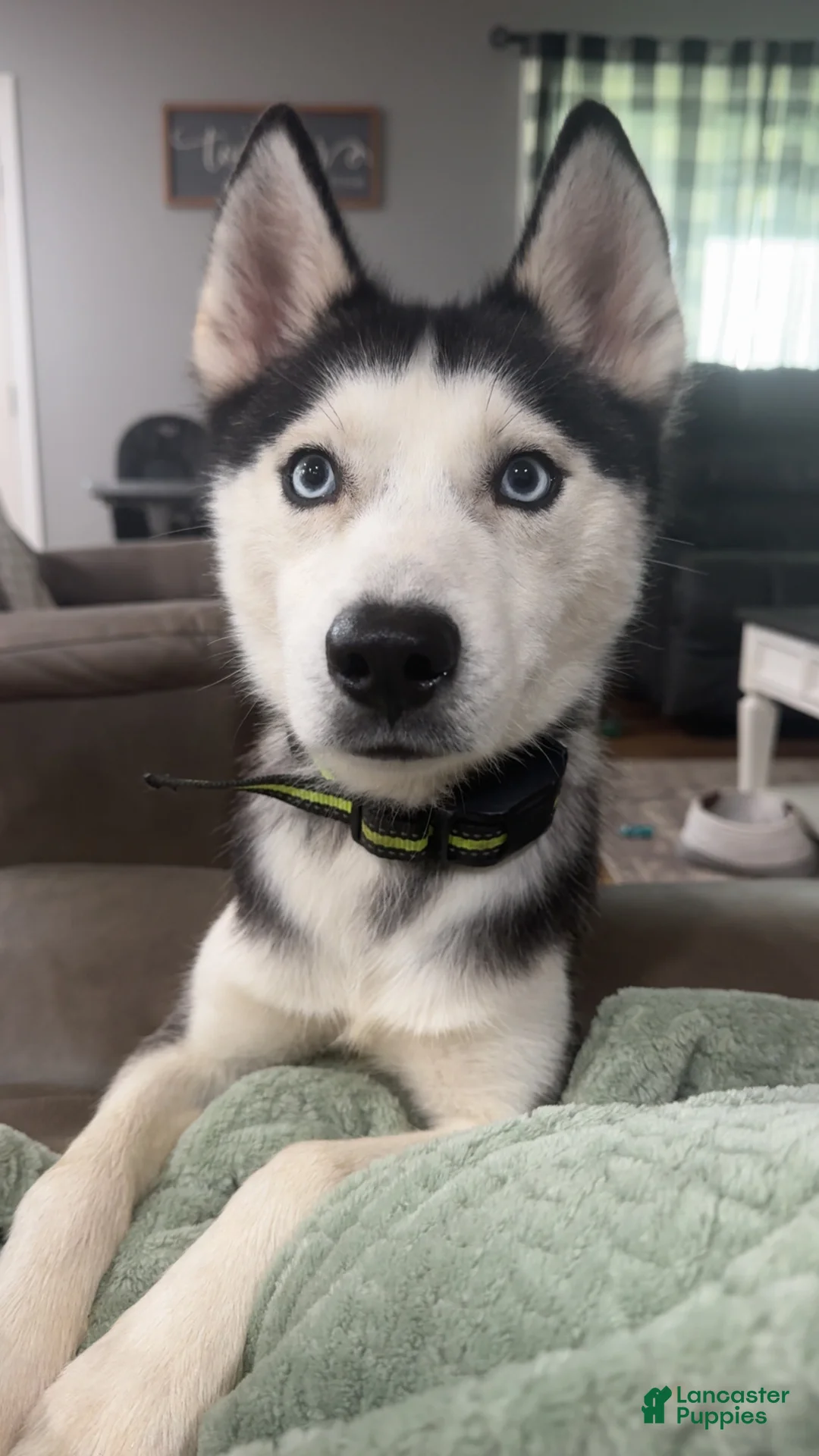 Siberian Husky dogs for sale: Blue  - Ad 4