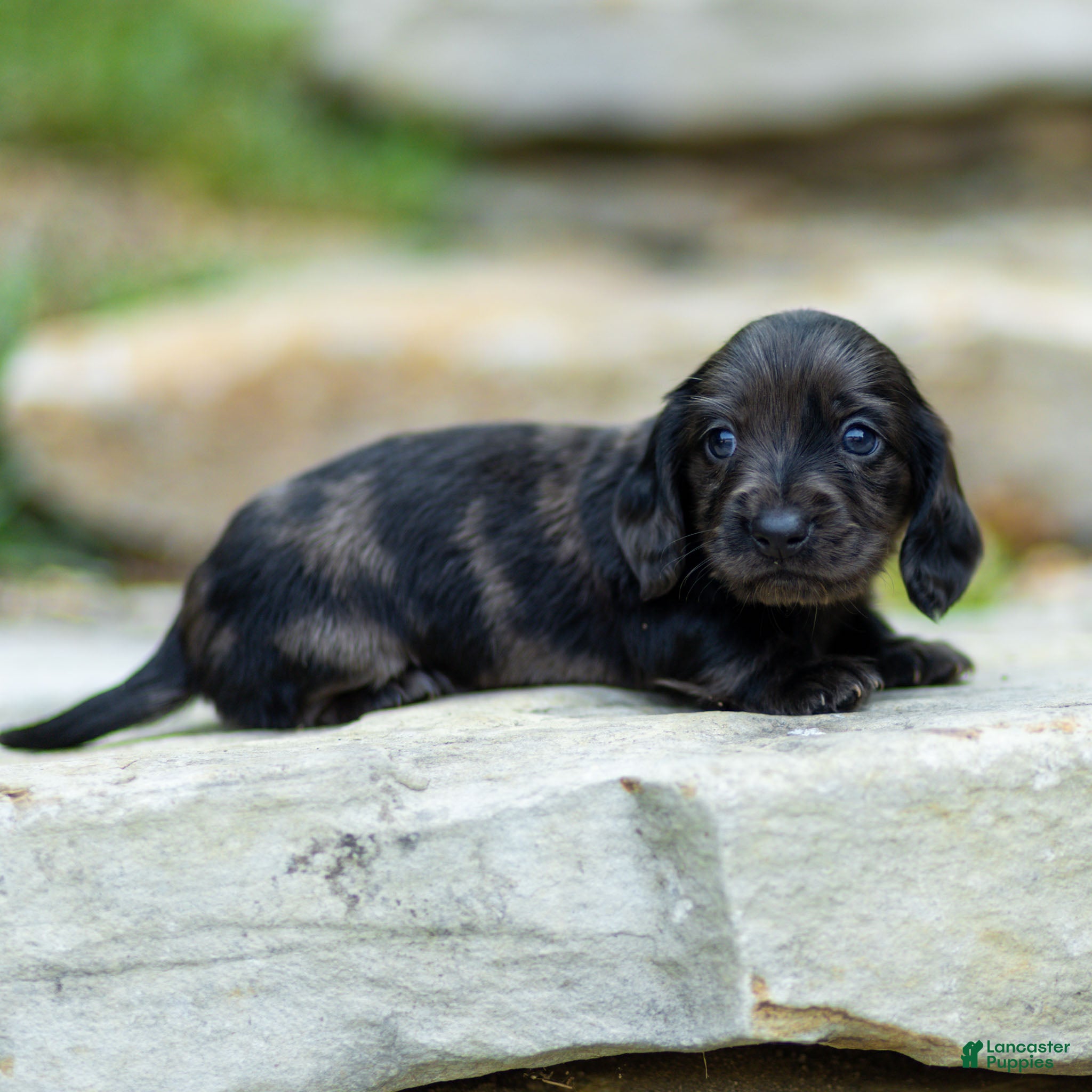Miniature Dachshund dogs Pepper Miniature Dachshund  - Ad 2