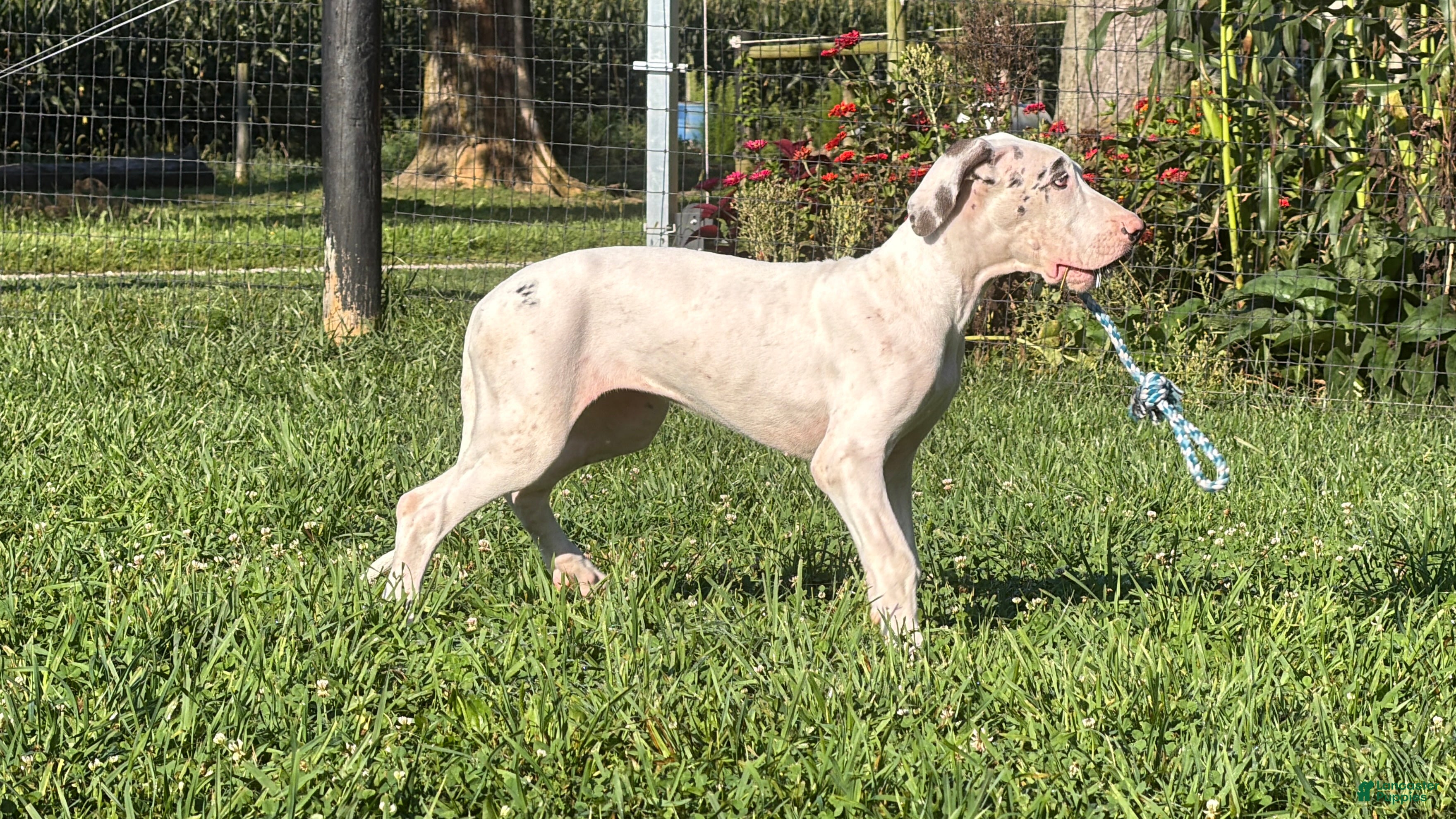 Great Dane dogs Pearl Great Dane  - Ad 2