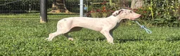Great Dane dogs for sale: Pearl Great Dane  - Ad 3