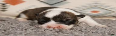 Mochi