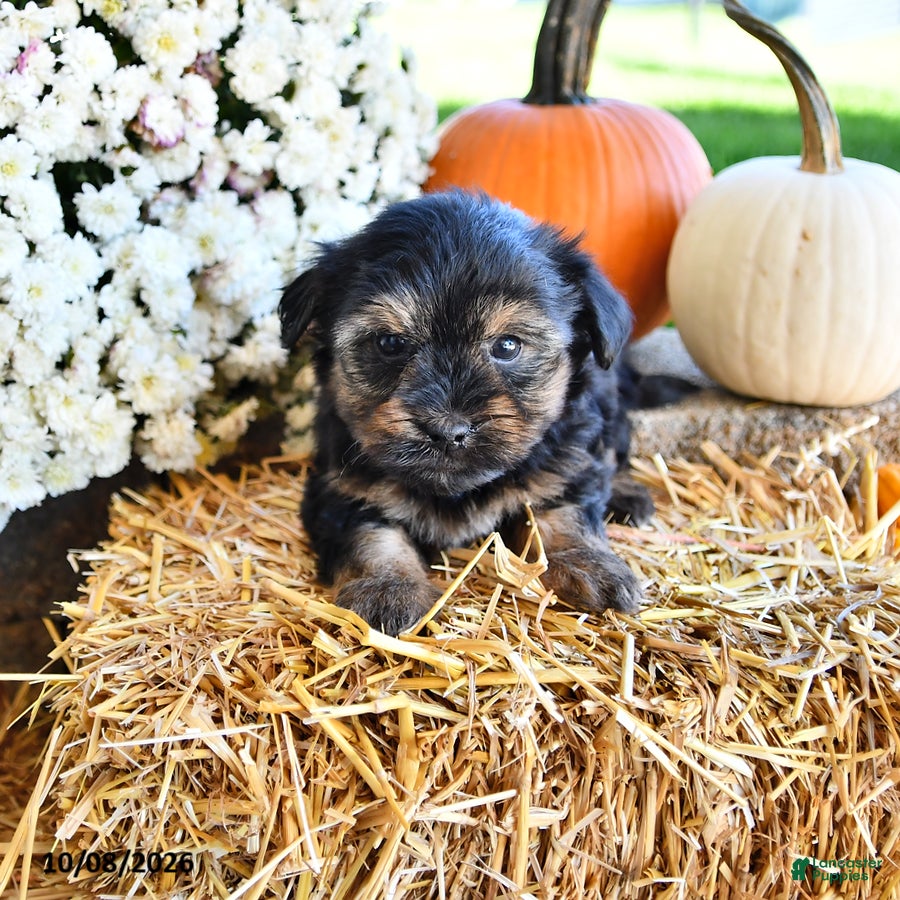 Maggie (Yorkiepoo, Female) in Fredericksburg, OH