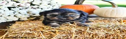 Yorkiepoo dogs for sale: Maggie - Ad 1