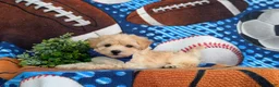 Maltipoo dogs for sale: Blaine 7 lbs Full Grown - Ad 6