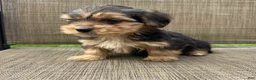 Yorkshire Terrier dogs for sale: 1 Pauly - Ad 10