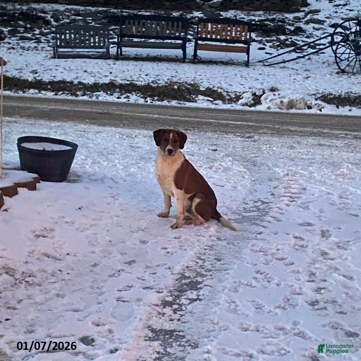 Mixed Breed dogs Benji - Ad 1