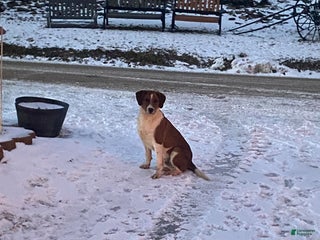 Mixed Breed dogs Benji - Ad 1