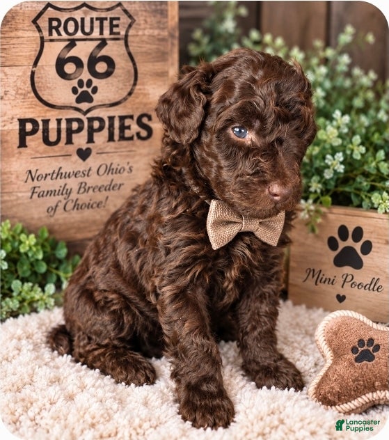 Miniature Poodle dogs Miniature Poodle 4 - Ad 1