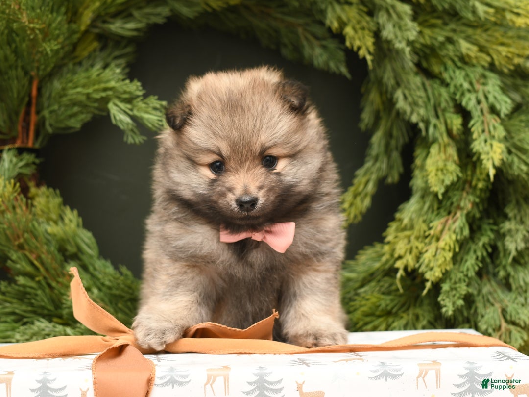 Pomeranian dogs for sale: Calli - Ad 8