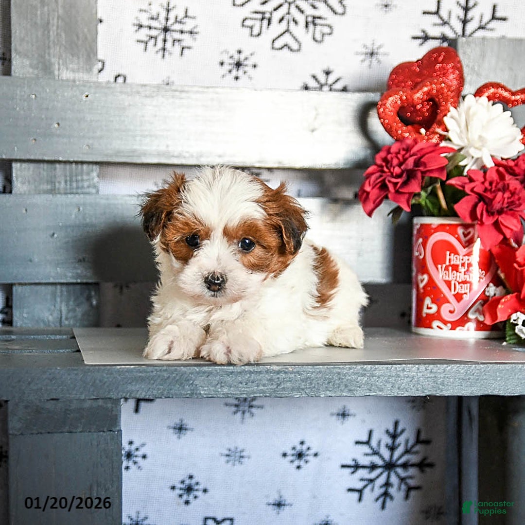 Havapoo dogs for sale: Reggie - Ad 2