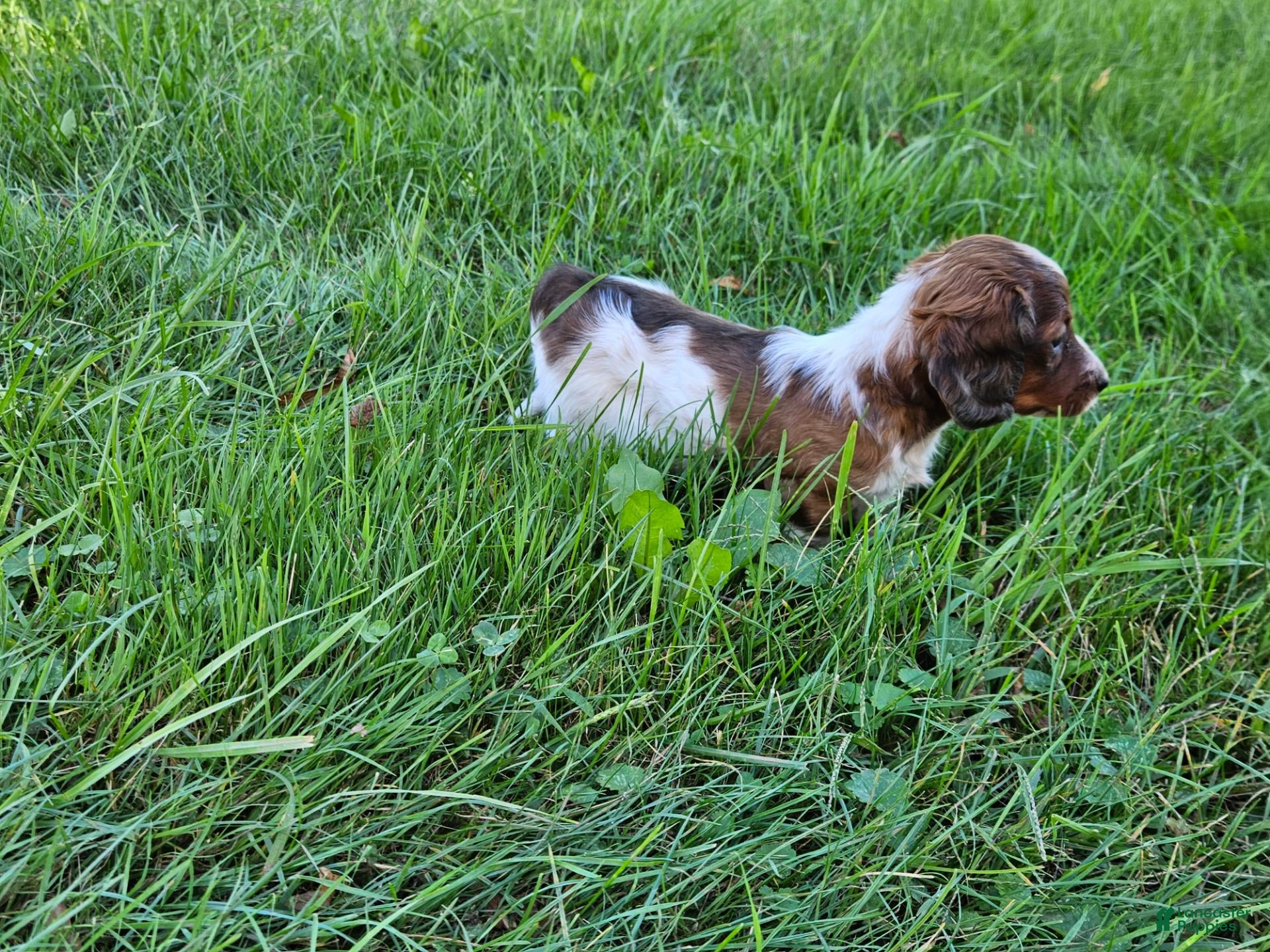 Miniature Dachshund dogs Reba - Ad 2