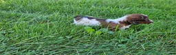 Miniature Dachshund dogs for sale: Reba - Ad 2
