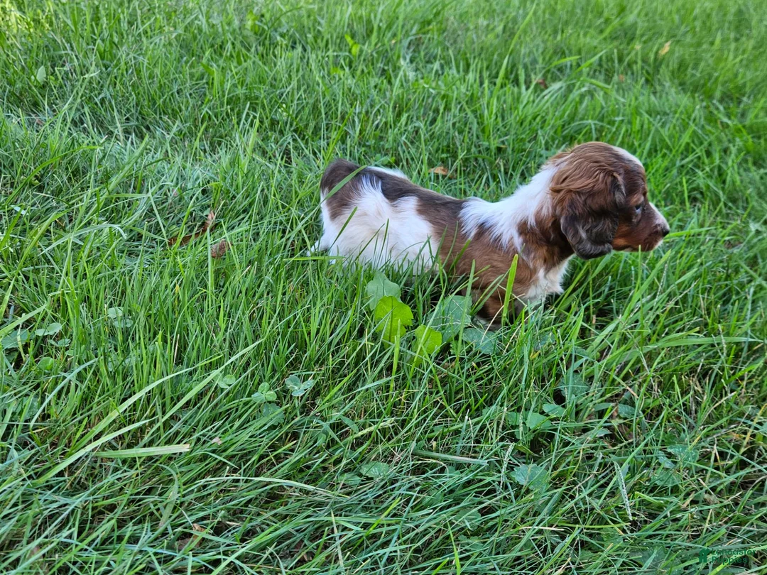 Miniature Dachshund dogs for sale: Reba - Ad 2
