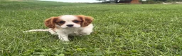 Cavalier King Charles Spaniel dogs for sale: Leon - Ad 4