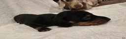Miniature Dachshund dogs for sale: Larry - Ad 1
