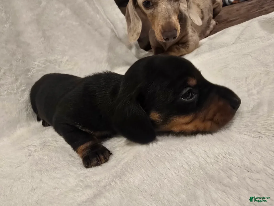 Miniature Dachshund dogs for sale: Larry - Ad 1
