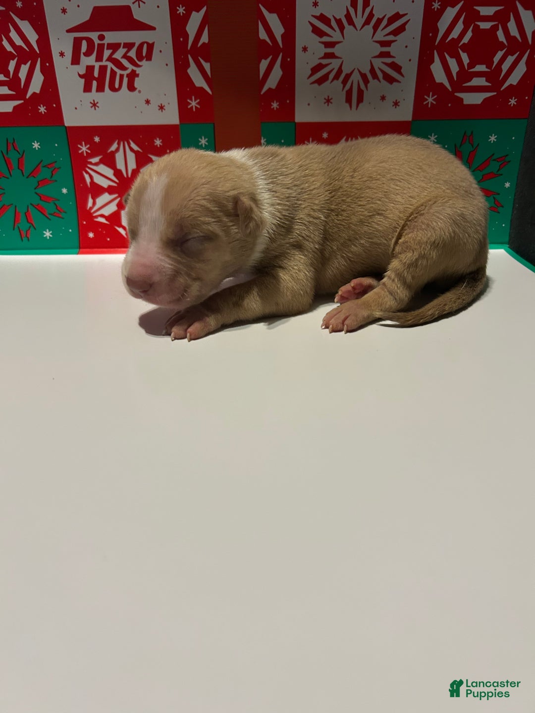 American Bully dogs for sale: American Bully Puppy 5 - Ad 1