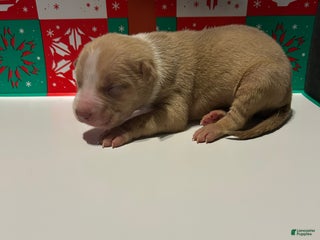 American Bully dogs American Bully Puppy 5 - Ad 4