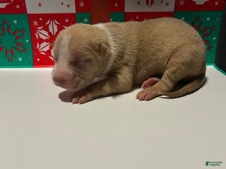 American Bully dogs American Bully Puppy 5 - Ad 5