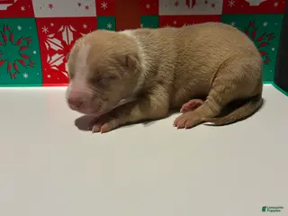 American Bully dogs American Bully Puppy 5 - Ad 18