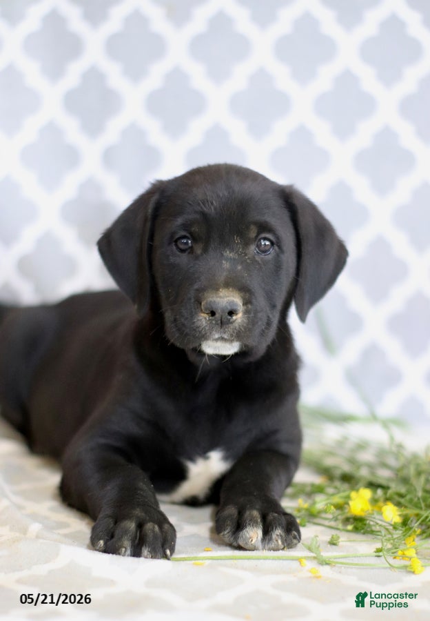 Mixed Breed dogs Raymond - Ad 2