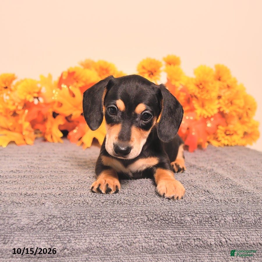 Miniature Dachshund dogs for sale: Rigg - Ad 1