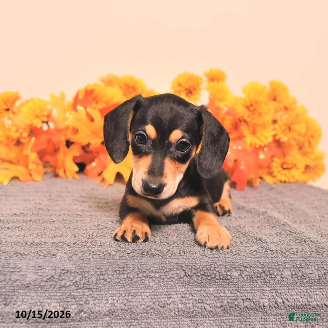 Miniature Dachshund dogs for sale: Rigg - Ad 1