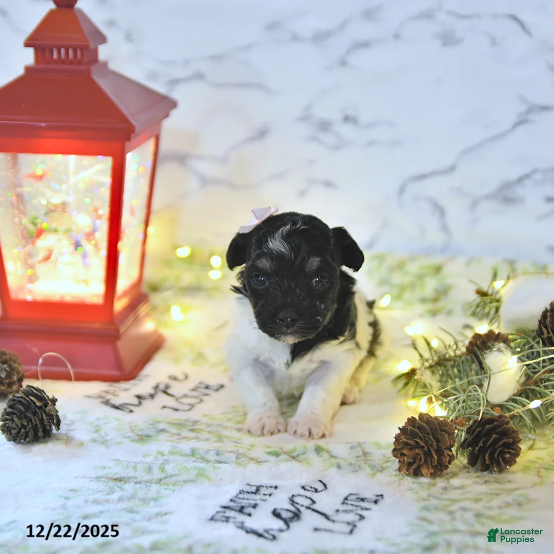 Havapoo dogs for sale: Ember - Ad 12